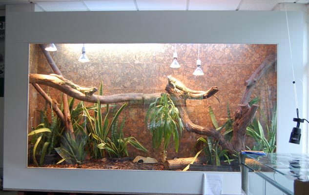 Reptilien-AG-Einweihung-02
