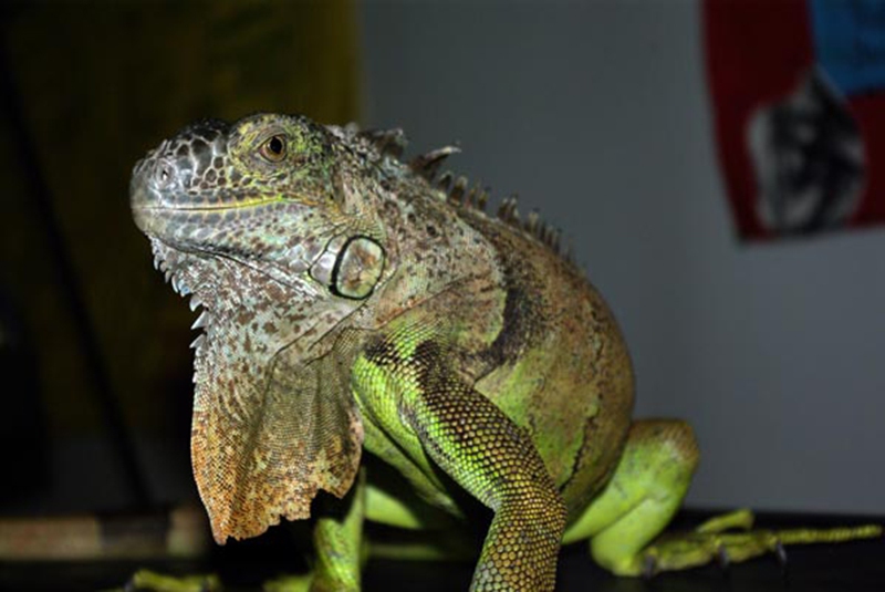 Reptilien-AG-04