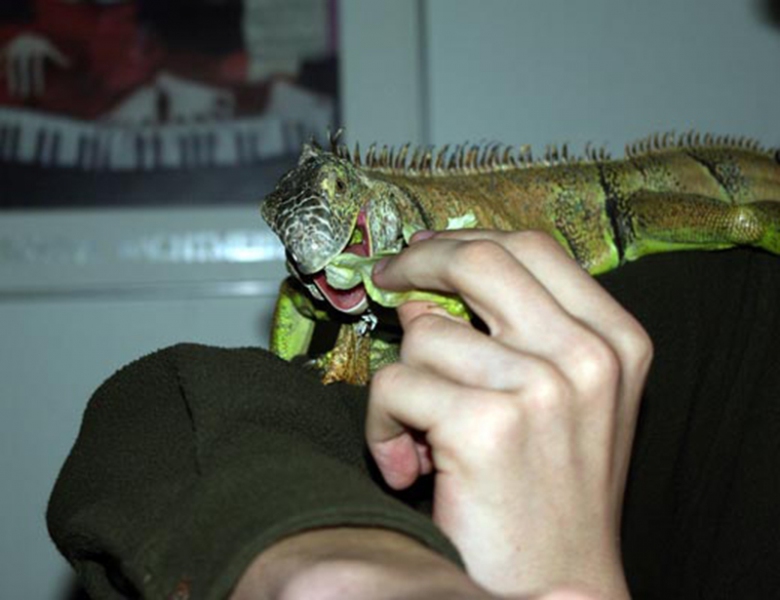 Reptilien-AG-10