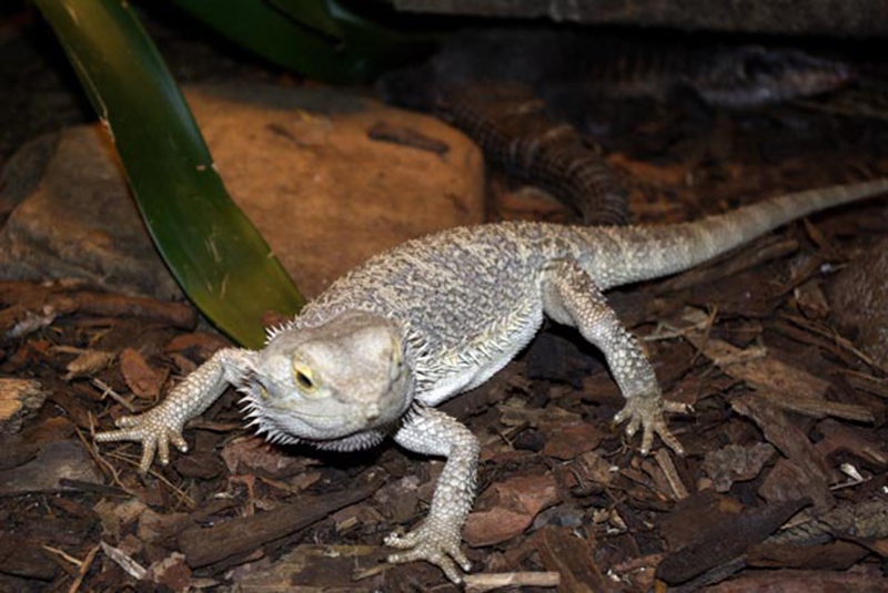 Reptilien-AG-15