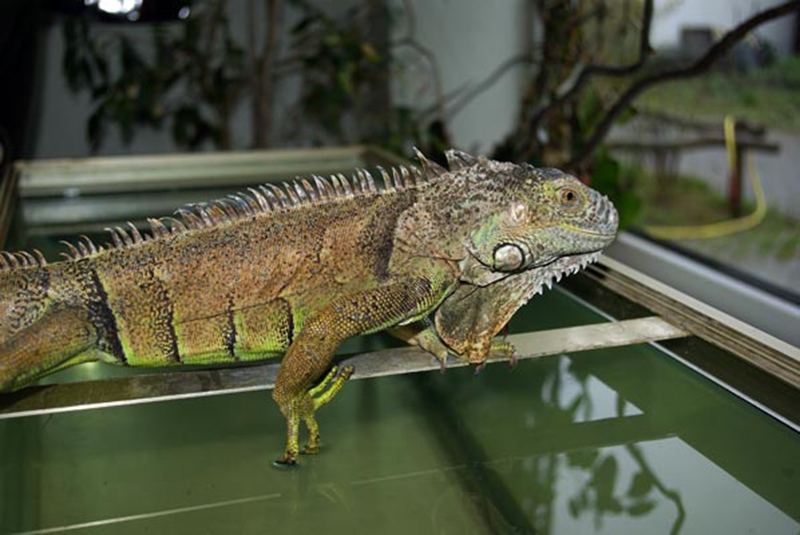 Reptilien-AG-17
